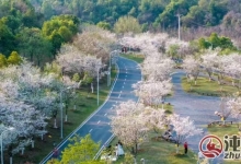 武汉经开区:厚植生态底色 筑牢高质量发展绿色屏障