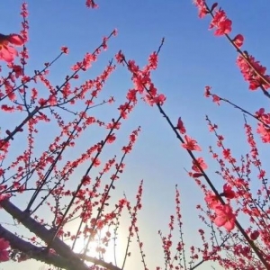 汉南纱帽这个公园桃李竞芳正盛时