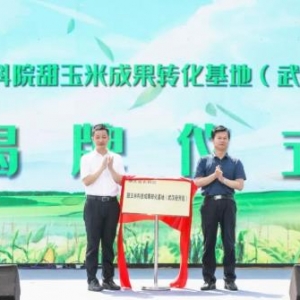 “比瓜甜”的汉南甜玉米今天采摘开园