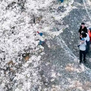 赏花踏青正当时 来车谷赴一场繁花盛宴