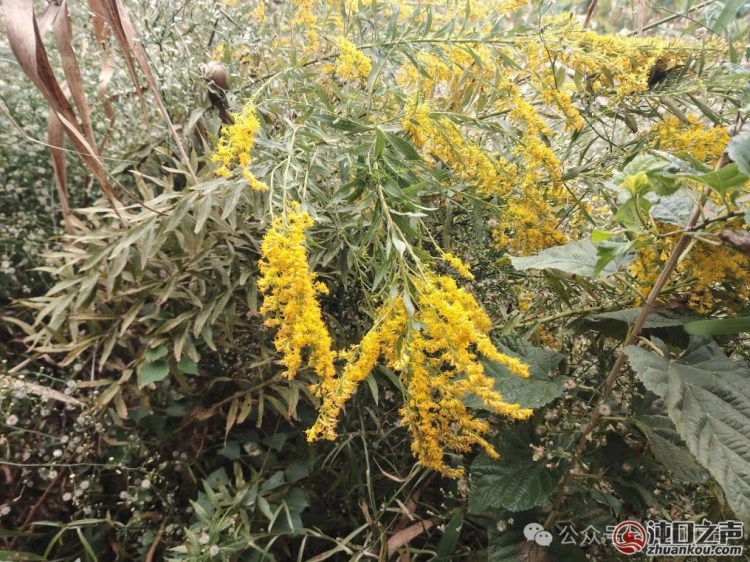 及时提醒！沌口多地发现“加拿大一枝黄花”
