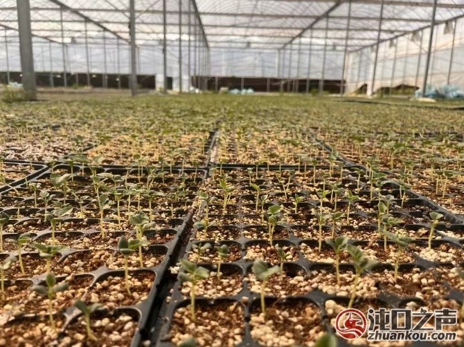 武汉经开区|亩均产值约5万元！湖北永铭“科技种草莓”让村民“甜蜜”增收