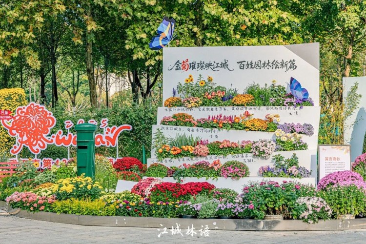 武汉金秋菊展来了，2026经开区金秋菊展的主场定在了招商未来中心